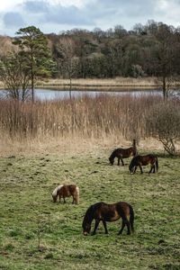 Horses in a field