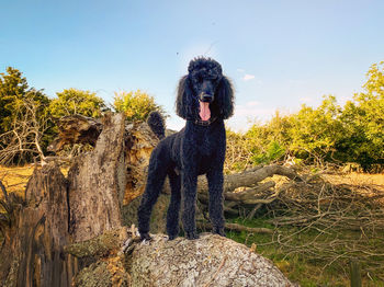 View of a dog on landscape against clear sky