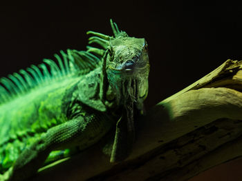 Close-up of iguana on log at zoo