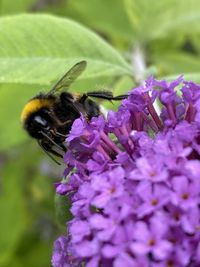 Close-up of bee pollinating on lavender