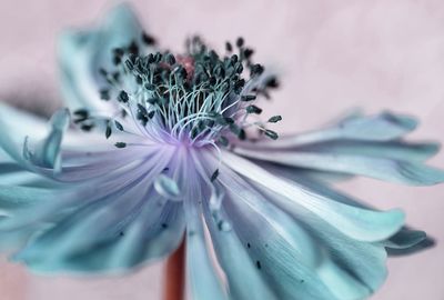 Close-up of purple flowering plant