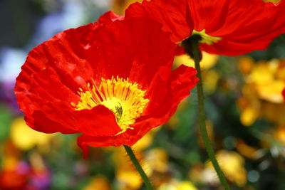 Close-up of red poppy flower