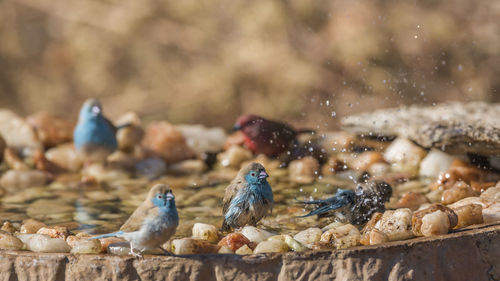 Close-up of birds eating