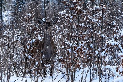 Bare trees in forest during winter