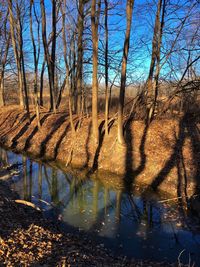 Reflection of bare trees in lake