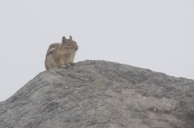 Low angle view of squirrel on rock