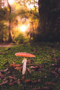 Close-up of mushroom on tree trunk in forest