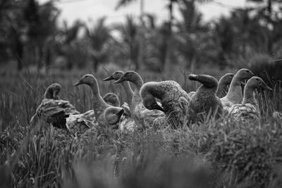 Flock of birds on field