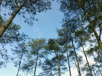 Low angle view of trees against sky