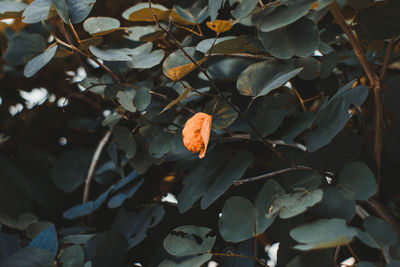 High angle view of autumn leaves on field