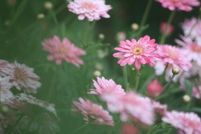 Close-up of pink flowers against blurred background