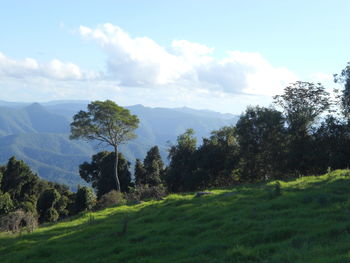 Trees on field against sky