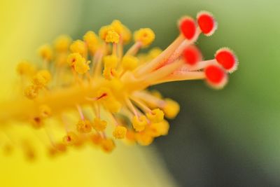 Close-up of yellow flowers blooming outdoors