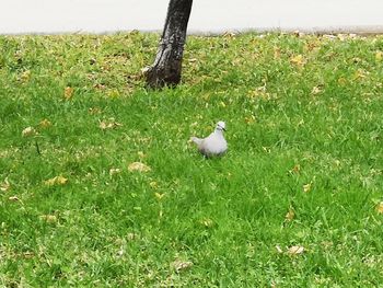 View of birds on field