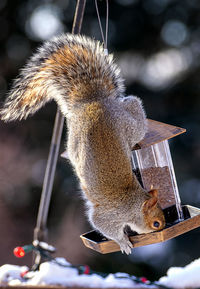 A suirrel hangs down on the bird feeder