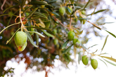 Close-up of fruit growing on tree