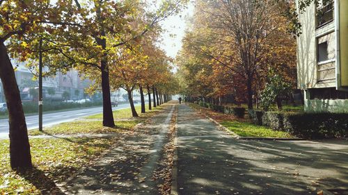 Road along trees