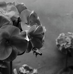 Close-up of insect on plant