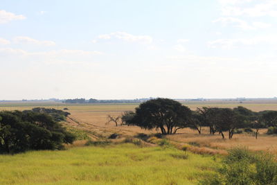 Sheep grazing on field against sky