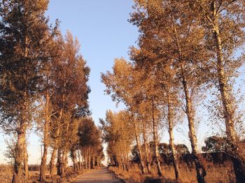 View of trees on landscape against blue sky