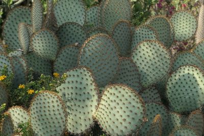 Full frame shot of succulent plants