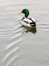 Duck swimming in lake