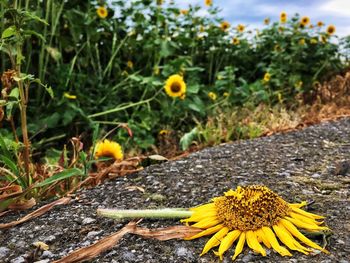 Close-up of yellow flowers blooming outdoors