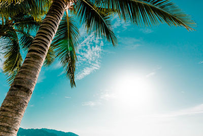 Low angle view of palm trees against sky