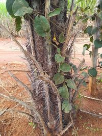 High angle view of plant on field