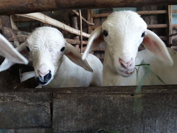 Close-up of sheep in pen