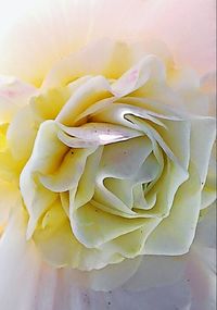 Close-up of yellow rose