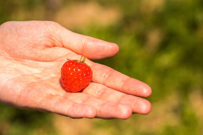 Close-up of hand holding strawberry