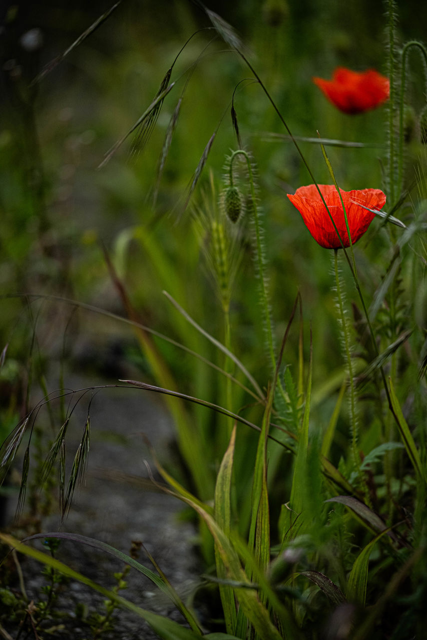 plant, nature, flower, grass, red, flowering plant, green, meadow, wildflower, beauty in nature, prairie, growth, no people, poppy, freshness, macro photography, close-up, land, fragility, outdoors, leaf, natural environment, environment, day, plant stem