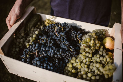 High angle view of woman holding fruits in box on field