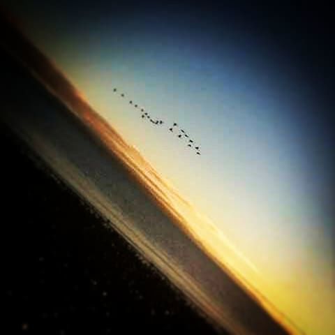 Summersky Memories ❤ Bird Flying Sunset Bird Of Prey Mid-air Flock Of Birds Motion Spread Wings