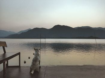 View of a dog in lake against mountain range