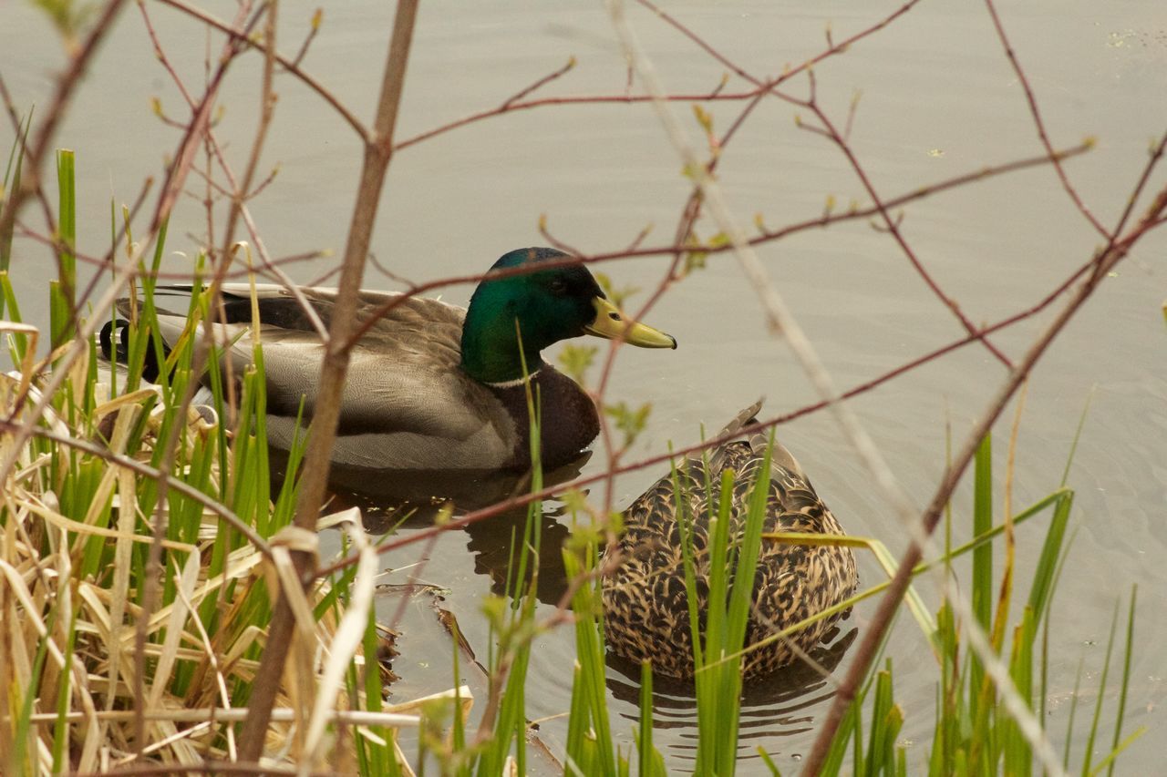 bird, animal themes, animal wildlife, animal, animals in the wild, vertebrate, one animal, plant, no people, water, nature, lake, day, duck, grass, selective focus, male animal, poultry, close-up