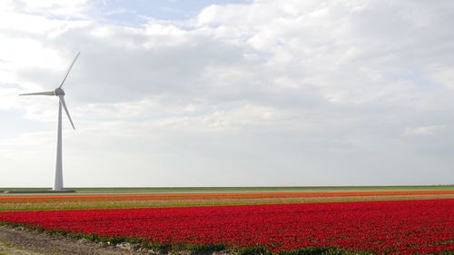 Wind turbines in striped tulip field