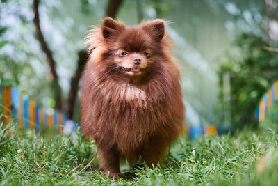 Portrait of an animal on field