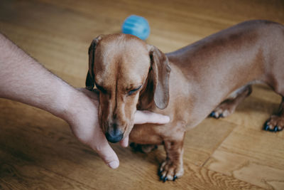 High angle view of dog on hardwood floor