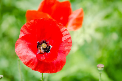 Close-up of bee on red poppy blooming outdoors