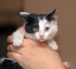 Midsection of person holding kitten