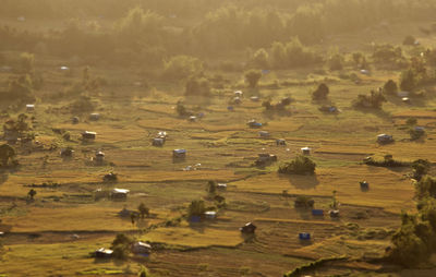 Flock of sheep on field