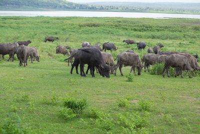 Herd of sheep in a field