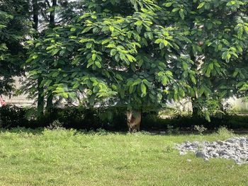 View of a cat on field