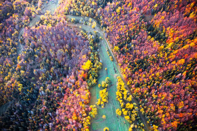 High angle view of trees