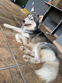 High angle view of dog looking away