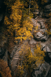 High angle view of autumn trees in forest