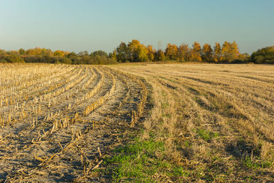 Harvest stubble in a cornfield, autumn trees and sky, sunny day