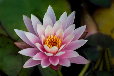 Close-up of pink lotus blooming outdoors